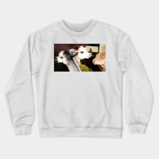 alpaca Crewneck Sweatshirt